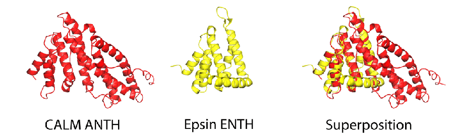 ANTH and ENTH domain overlaps