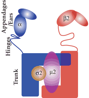 AP2 adaptor protein complex