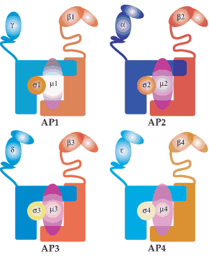 Subunits of AP adaptor complexes