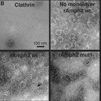 Amphiphysin promotes clathrin assembly on membranes