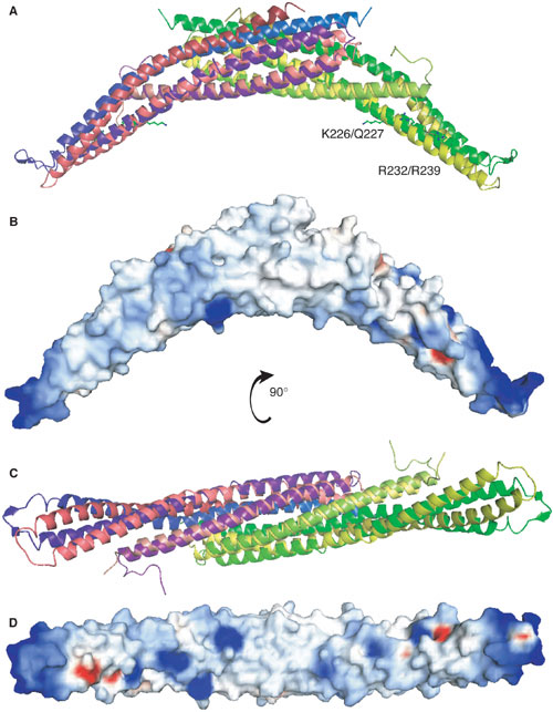 Crystal structurees of BAR domains from human arfaptin2 and Drosophila amphphysin