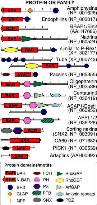 Proteins with BAR domains