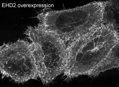 EHD2_WT: EHD2 is localised largely to puncta close to the plasma membrane. In overexpressing cells we also observe EHD2 positive tubules