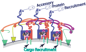 Accessory protein recruitment by AP2 adaptors