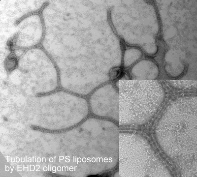 oligomerisation in vitro