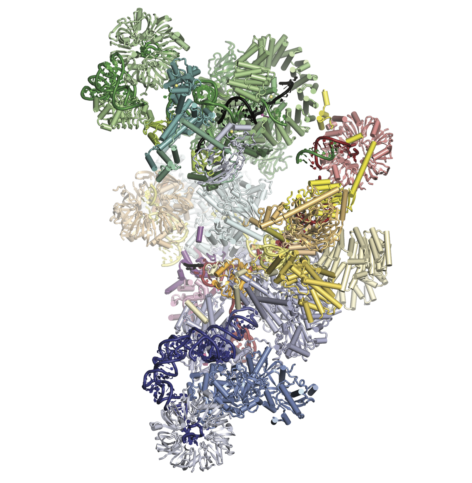 Pre-catalytic spliceosome