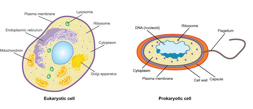Diagram of Prokaryotic and Eukaryotic cells