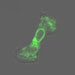 A Dictyostelium cell expressing a fluorescently tagged protein crawling about (Marwah Hassan)