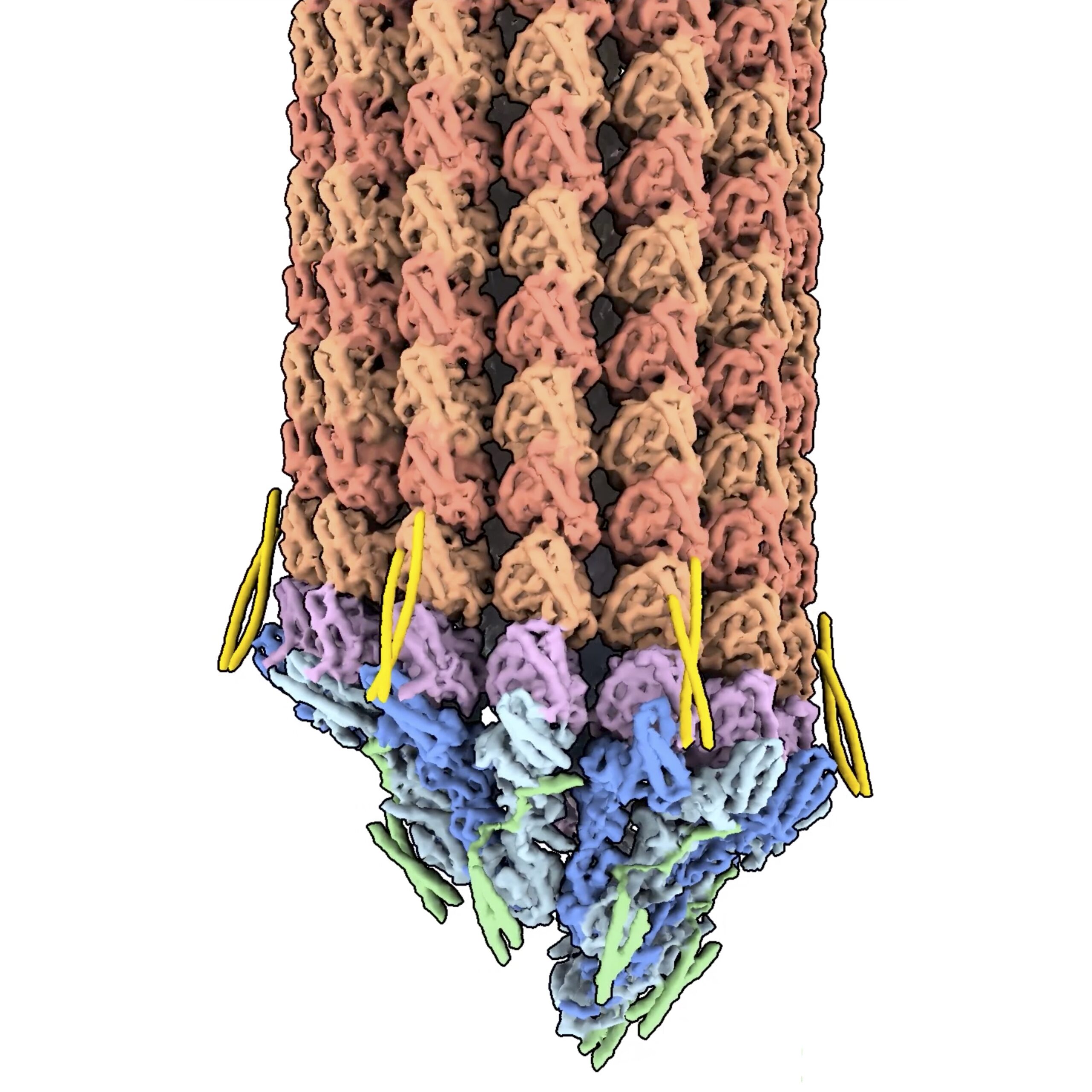 Structure Of Tubulin Ring Complex Provides Insights Into Nucleation