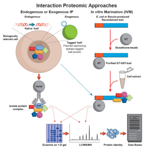 Interaction Proteomic Approaches