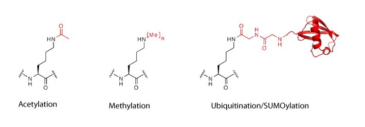 post-translational-modifications