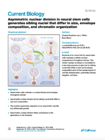 Asymmetric nuclear division in neural stem cells generates sibling nuclei that differ in size, envelope composition, and chromatin organization<br />
<strong>Roubinet C, White IJ, & Baum B</strong> (2021)