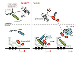 UBR5 relieves Groucho/TLE-dependent chromatin compaction at Wnt targets UBR5 relieves Groucho/TLE-dependent chromatin compaction at Wnt targets