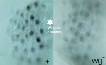 A Wingless-dependent gradient of Labial expression in the midgut epithelium A Wingless-dependent gradient of Labial expression in the midgut epithelium