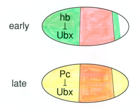 Hunchback initiates Polycomb-dependent silencing in a hit-and-run fashion Hunchback initiates Polycomb-dependent silencing in a hit-and-run fashion