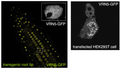Punctate VRN5 in Arabidopsis root tip cells and mammalian cell nuclei Punctate VRN5 in Arabidopsis root tip cells and mammalian cell nuclei