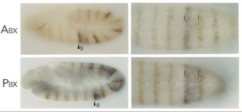 Anterior limits conferred by the PBX and ABX Ultrabithorax enhancers Anterior limits conferred by the PBX and ABX Ultrabithorax enhancers