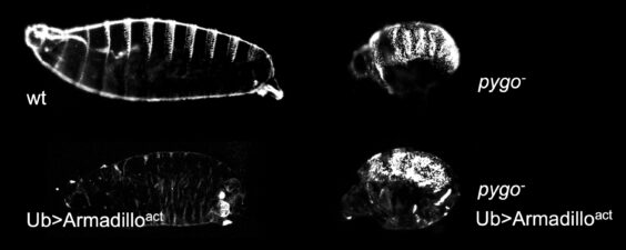 pygo is essential for the function of activated Armadillo pygo is essential for the function of activated Armadillo