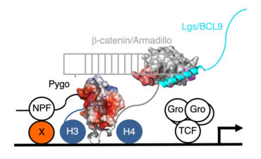 Pygo function – the b-catenin-loading model Pygo function – the b-catenin-loading model
