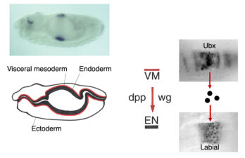 Patterning of the midgut epithelium by signals from the visceral mesoderm Patterning of the midgut epithelium by signals from the visceral mesoderm