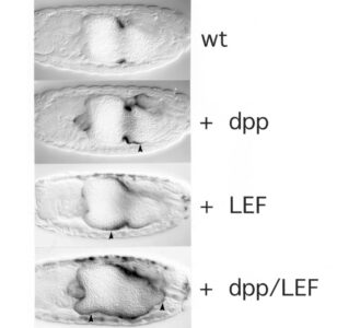 LEF1 synergises with Dpp signalling in activating the Ultrabithorx enhancer LEF1 synergises with Dpp signalling in activating the Ultrabithorx enhancer