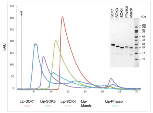 SOSEKI DIX domains polymerise SOSEKI DIX domains polymerise