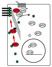 E-APC shuttles along actin filaments from the nucleus to cell adhesion junctions E-APC shuttles along actin filaments from the nucleus to cell adhesion junctions