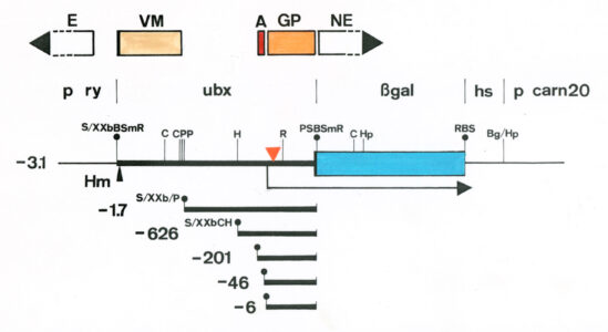 A visceral mesoderm-specific enhancer upstream of Ultrabithorax A visceral mesoderm-specific enhancer upstream of Ultrabithorax