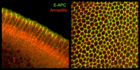 Association of E-APC with adherens junctions in the Drosophila embryo Association of E-APC with adherens junctions in the Drosophila embryo