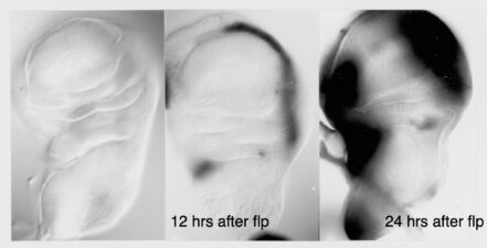 A Polycomb response element in an imaginal disc enhancer of Ultrabithorax A Polycomb response element in an imaginal disc enhancer of Ultrabithorax