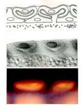 Copper cells are specified by Labial expression in the midgut epithelium Copper cells are specified by Labial expression in the midgut epithelium