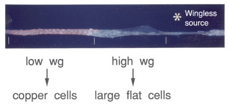 Cell type specification in the larval gut depends on Wingless thresholds levels Cell type specification in the larval gut depends on Wingless thresholds levels