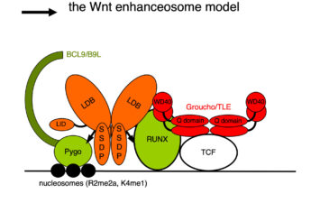 Pygo and RUNX bind to the Chip/LDB-SSDP core of the Wnt enhanceosome via NPF Pygo and RUNX bind to the Chip/LDB-SSDP core of the Wnt enhanceosome via NPF