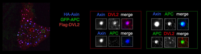 Degradasomes and signalosomes are mutually exclusive Degradasomes and signalosomes are mutually exclusive