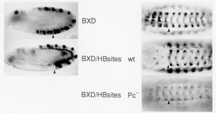 Polycomb-dependent silencing of Ultrabithorax BXD enhancer anterior to ps6 by Hunchback-binding sites Polycomb-dependent silencing of Ultrabithorax BXD enhancer anterior to ps6 by Hunchback-binding sites