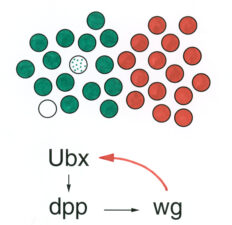 A parautocrine positive feedback loop ensuring coordinate expression of Ubx A parautocrine positive feedback loop ensuring coordinate expression of Ubx