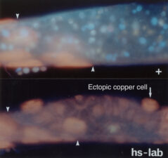 Ubiquitous Wingless in the embryonic midgut specifies ectopic copper cells Ubiquitous Wingless in the embryonic midgut specifies ectopic copper cells