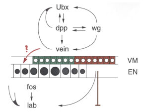 An inductive cascade from Ubx to Labial mediated by multiple signals An inductive cascade from Ubx to Labial mediated by multiple signals