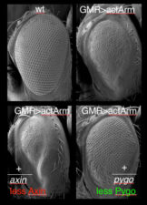 Discovery of Pygo in a genetic screen for suppressors of activated Armadillo Discovery of Pygo in a genetic screen for suppressors of activated Armadillo