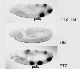 Hunchback-binding sites silence Fushi Tarazu enhancer activity anterior to ps6 to produce the PBX expression pattern Hunchback-binding sites silence Fushi Tarazu enhancer activity anterior to ps6 to produce the PBX expression pattern