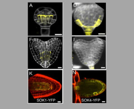 Arabidopsis SOSEKI proteins are polar polarity signalling proteins. Yoshida et al (2019) Nature Plants 5, 106-166 Arabidopsis SOSEKI proteins are polar polarity signalling proteins