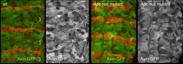 APC is essential for Axin degradasome assembly and effector function APC is essential for Axin degradasome assembly and effector function