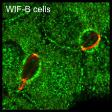 Apical localisation of APC-containing degradasomes in polarised hepatocytes Apical localisation of APC-containing degradasomes in polarised hepatocytes