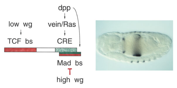 Signal-responsive elements in the minimal Ultrabithorx midgut enhancer Signal-responsive elements in the minimal Ultrabithorx midgut enhancer