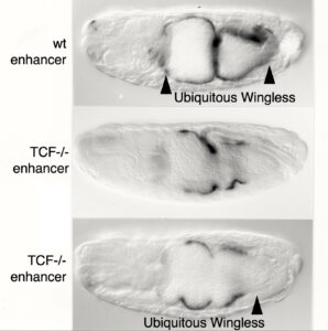 The Wingless response of the Ultrabithorax enhancer depends on dTCF The Wingless response of the Ultrabithorax enhancer depends on dTCF