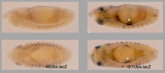 -3.1Ubx.lacZ recapitulates Ultrabithorax expression in the embryonic midgut -3.1Ubx.lacZ recapitulates Ultrabithorax expression in the embryonic midgut