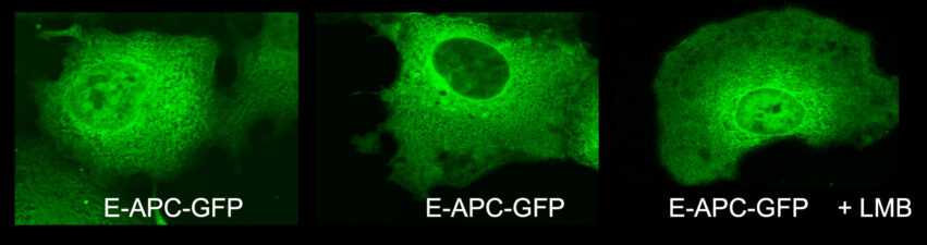 Nuclear-cytoplasmic shuttling of E-APC in mammalian cells Nuclear-cytoplasmic shuttling of E-APC in mammalian cells