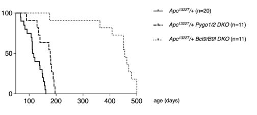 Bcl9/B9l loss suppresses neoplastic disease in Apc1322T mice Bcl9/B9l loss suppresses neoplastic disease in Apc1322T mice