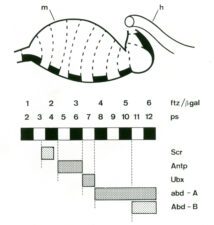 HOX gene expression in the visceral mesoderm of the embryonic midgut HOX gene expression in the visceral mesoderm of the embryonic midgut
