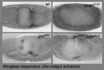 pygo is not essential for Wg-dependent transcription in groucho mutant midguts pygo is not essential for Wg-dependent transcription in groucho mutant midguts